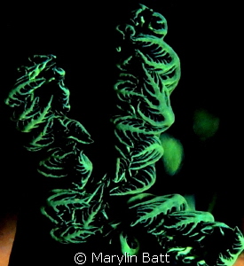 Gills of Nebrotha cristita nudibranch by Marylin Batt 